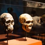 Ołów, geny i rozwój języka. To dlatego wygraliśmy z neandertalczykami?