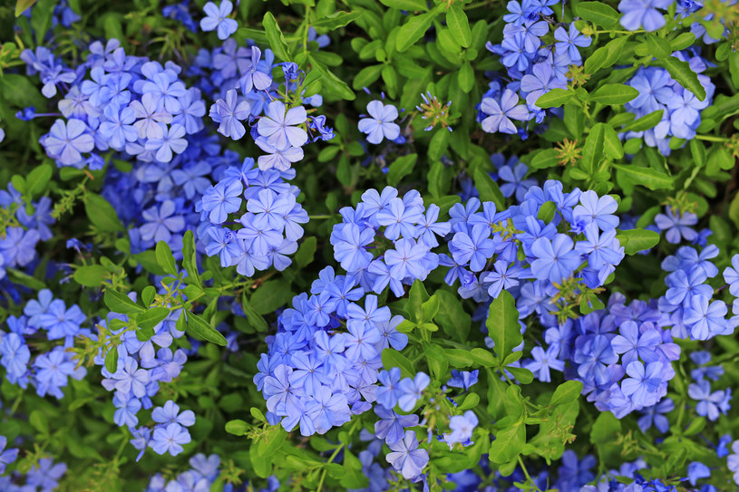 Ołownik uszkowaty (Plumbago auriculata) /123RF/PICSEL