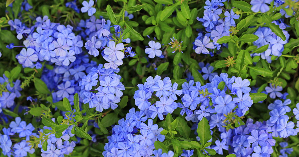 Ołownik uszkowaty (Plumbago auriculata) /123RF/PICSEL