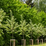 Olsztyn: Będzie bardziej zielono. Planowane jest ponad 1800 nasadzeń drzew i krzewów