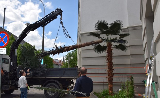 Olsztyn ma nową "palmę Kopernika". Zapłacą za nią podpalacze poprzedniczki