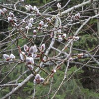 Żurawie i bazie - pierwsze oznaki wiosny