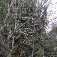 Żurawie i bazie - pierwsze oznaki wiosny