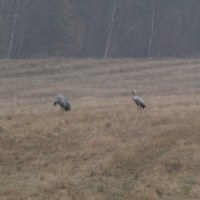 Żurawie i bazie - pierwsze oznaki wiosny