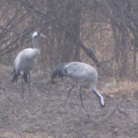 Żurawie i bazie - pierwsze oznaki wiosny