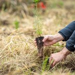 Olsztyn sadzi drzewa. "Zapobiegamy negatywnym skutkom zmian klimatycznych"