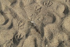 Olsztyn: Szkło, papierosy i kacze pióra w piaskownicy