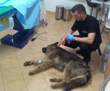 Olsztynek: Policjanci uratowali zakopanego żywcem psa