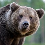 Omyłkowo zabito nie tego niedźwiedzia, co trzeba. To nie wszystko