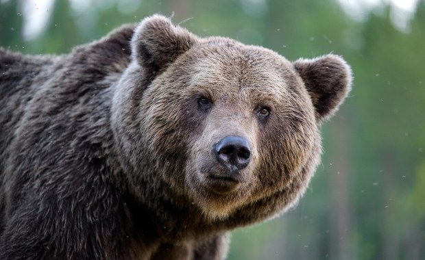 Omyłkowo zabito nie tego niedźwiedzia, co trzeba. To nie wszystko