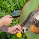 On naprawdę lata jak koliber. Wkrótce zacznij wypatrywać go w ogrodzie 