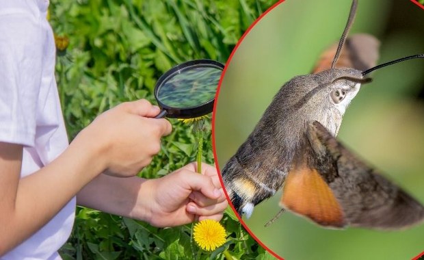 On naprawdę lata jak koliber. Wkrótce zacznij wypatrywać go w ogrodzie 
