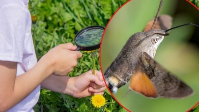 On naprawdę lata jak koliber. Wkrótce zacznij wypatrywać go w ogrodzie 