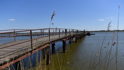 Onet: Setki śniętych ryb przy przystani na Jeziorze Jamno