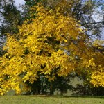 Opadają liście orzechów włoskich. Prosty trik z korzyścią dla ogrodu