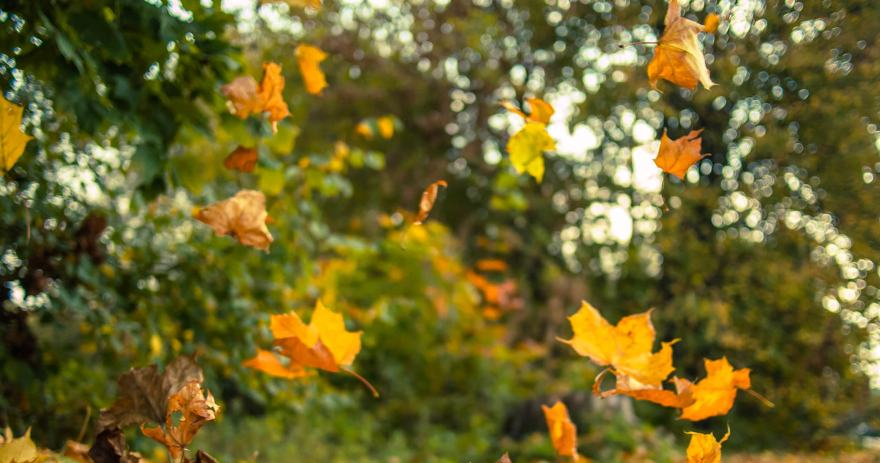 Opadające liście to znak, że zbliża się pełna jesień fenologiczna. /123RF/PICSEL