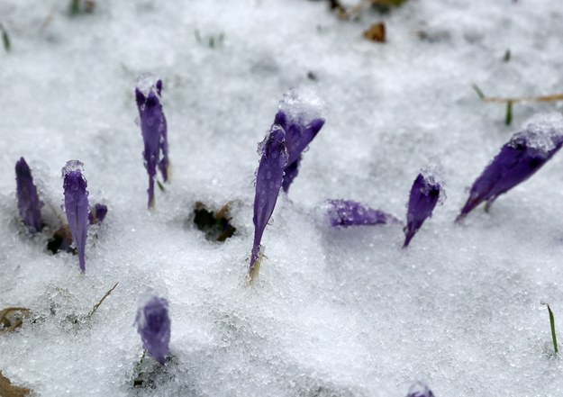 Opady śniegu w Zakopanem. Po okresie słonecznej, wiosennej pogody temperatura się obniżyła i spadł śnieg /Grzegorz Momot /PAP