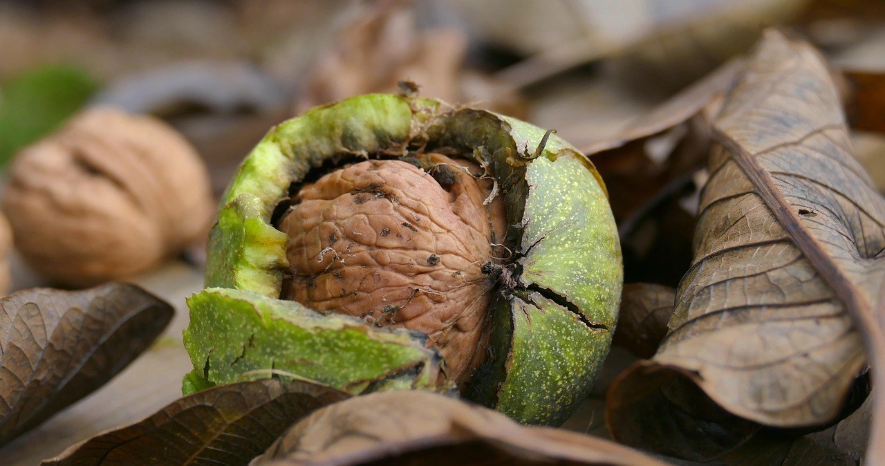 Опале листя волоського горіха виробляє токсичні речовини, які можуть завдати шкоди іншим рослинам /pixabay.com