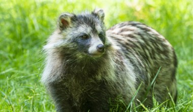 Opanowały całą Polskę. Są wszystkożerne i zagrażają rodzimym gatunkom