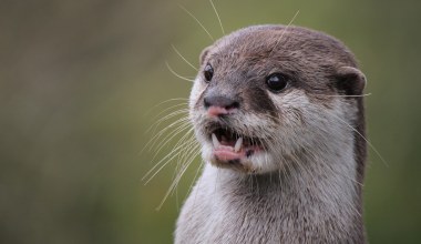 Opiekowali się zwierzęciem. Nie wiedzieli, że od 185 lat jest wymarłe