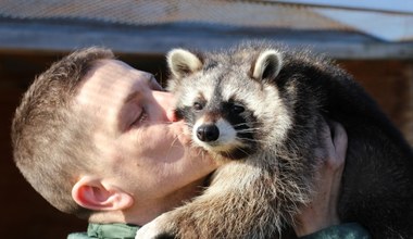 Opiekuje się ponad setką szopów. "To nie jest zwierzę do domu"