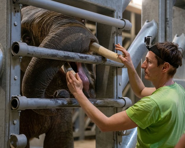 Opiekun słoni to niezwykle odpowiedzialna i wymagająca praca /lodz.pl /Materiały prasowe
