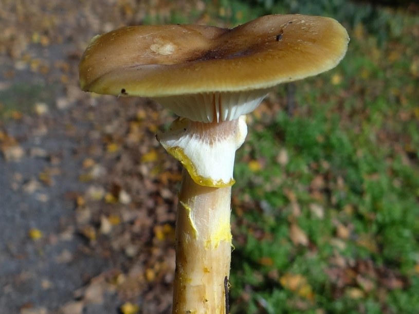 Opieńka miodowa jest grzybem powszechnie występującym w Polsce /Jerzy Opioła - Praca własna, CC BY-SA 3.0, https://commons.wikimedia.org/w/index.php?curid=22456136 /Wikimedia
