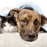 Opłata uderzy właścicieli psów i kotów po kieszeni. Będzie wyraźny wzrost