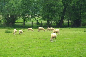 "Opływ na wypasie" i owce wypożyczone od wspólnika gdańskiego urzędnika