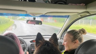 Opolski TOZ prosi o pomoc. Nie ma czym ratować zwierząt