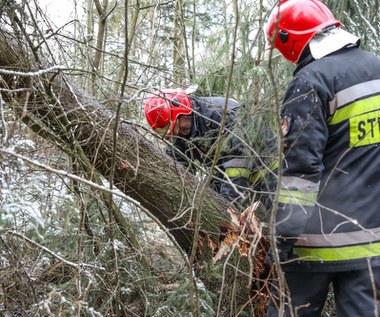 Opolskie: Kilkadziesiąt interwencji po wichurze