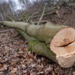 Opolskie: Kolejny wypadek przy ścince drzew