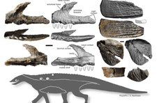 Opolskie: W Kocurach odkryto nowego prehistorycznego gada