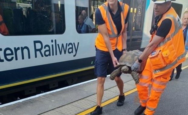 Opóźnione pociągi przez… żółwia na torach 