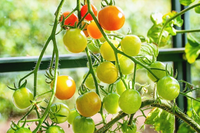 Opóźnione wybarwianie się pomidorów. Problem dręczący nawet doświadczonych ogrodników