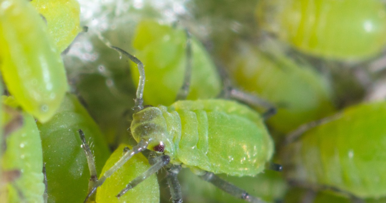 Oprysk na mszyce możesz zastosować już w marcu. Dzięki temu ogórki, sałata czy koper będą mniej narażone na ataki szkodników /Pixel