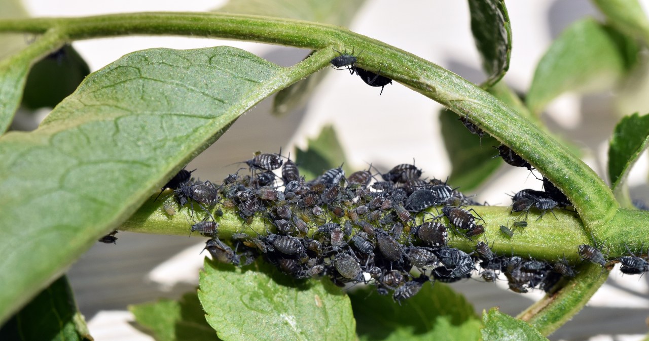 Oprysk na mszyce możesz zastosować już w marcu. Dzięki temu uprawy będą mniej narażone na ataki szkodników /123RF/PICSEL