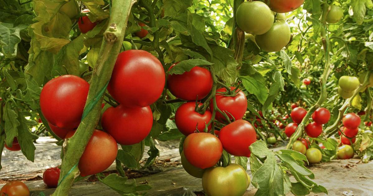 Oprysk na pomidory z jodyny wzmocni twoje sadzonki. Ochroni je przed chorobami i sprawi, że będą lepiej owocować /123RF/PICSEL