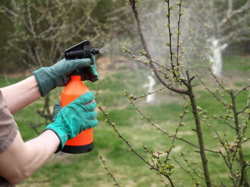 Oprysk olejem parafinowym to ekologiczny sposób na ochronę drzewek owocowych przed szkodnikami /123RF/PICSEL