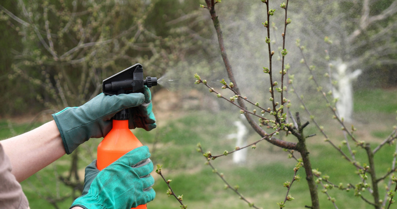 Oprysk olejem parafinowym to ekologiczny sposób na ochronę drzewek owocowych przed szkodnikami /123RF/PICSEL