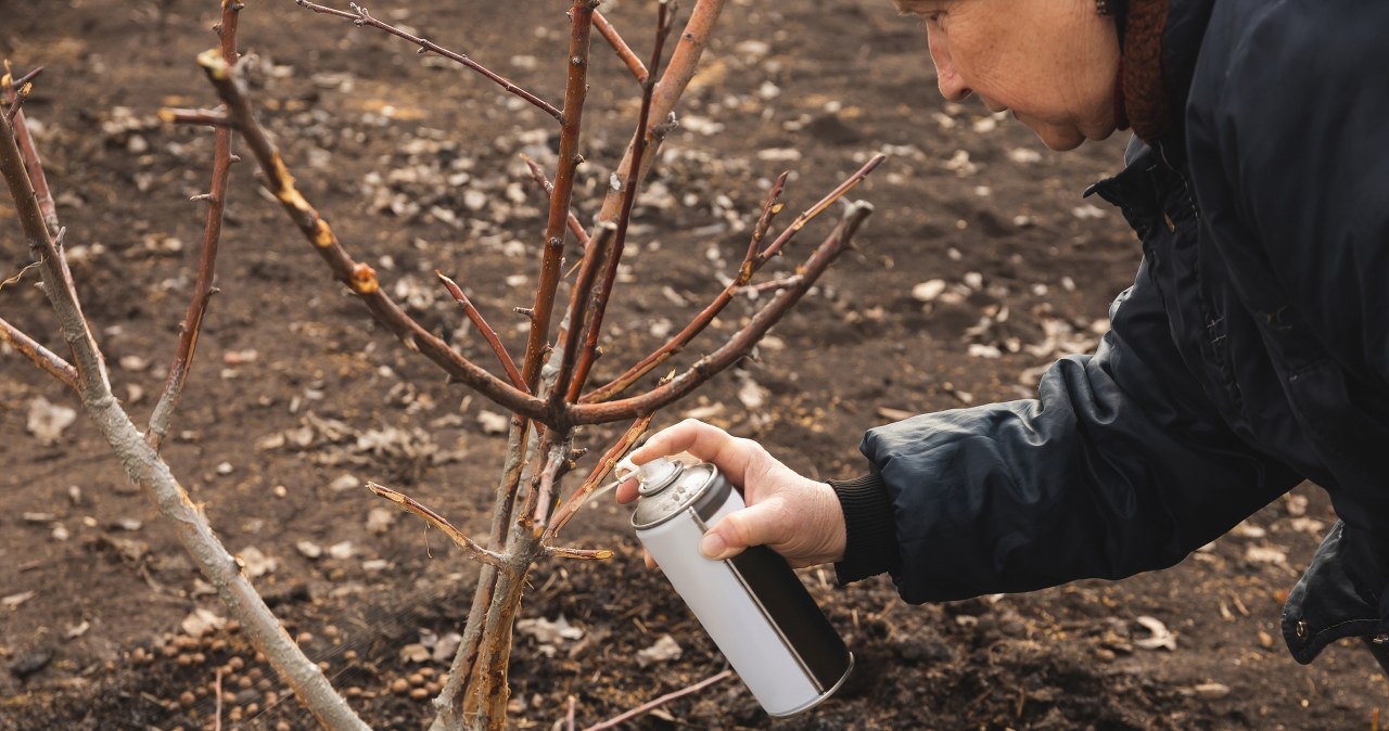 Oprysk olejowy warto wykonać zimą. Pomaga na problem z mszycami. /123RF/Picsel, 123RF/Picsel /Pixel