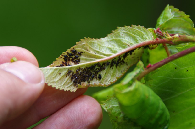 Oprysk z kurkumy pomoże ci zwalczyć mszyce w ogrodzie, a także szkodniki roślin doniczkowych /123RF/PICSEL