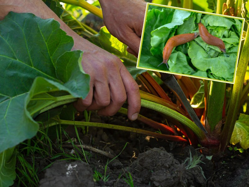 Oprysk z liści rabarbaru pomoże ci rozwiązać problem szkodników w ogrodzie /Pixel