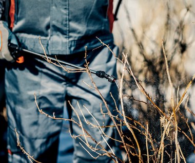 Opryski na drzewa owocowe wiosną: Kiedy i jak stosować?