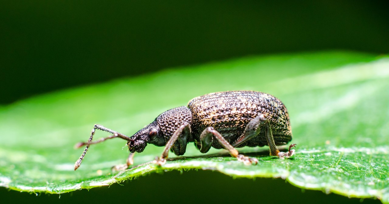 Opuchlaki uaktywniają się zwłaszcza nocą /123RF/PICSEL