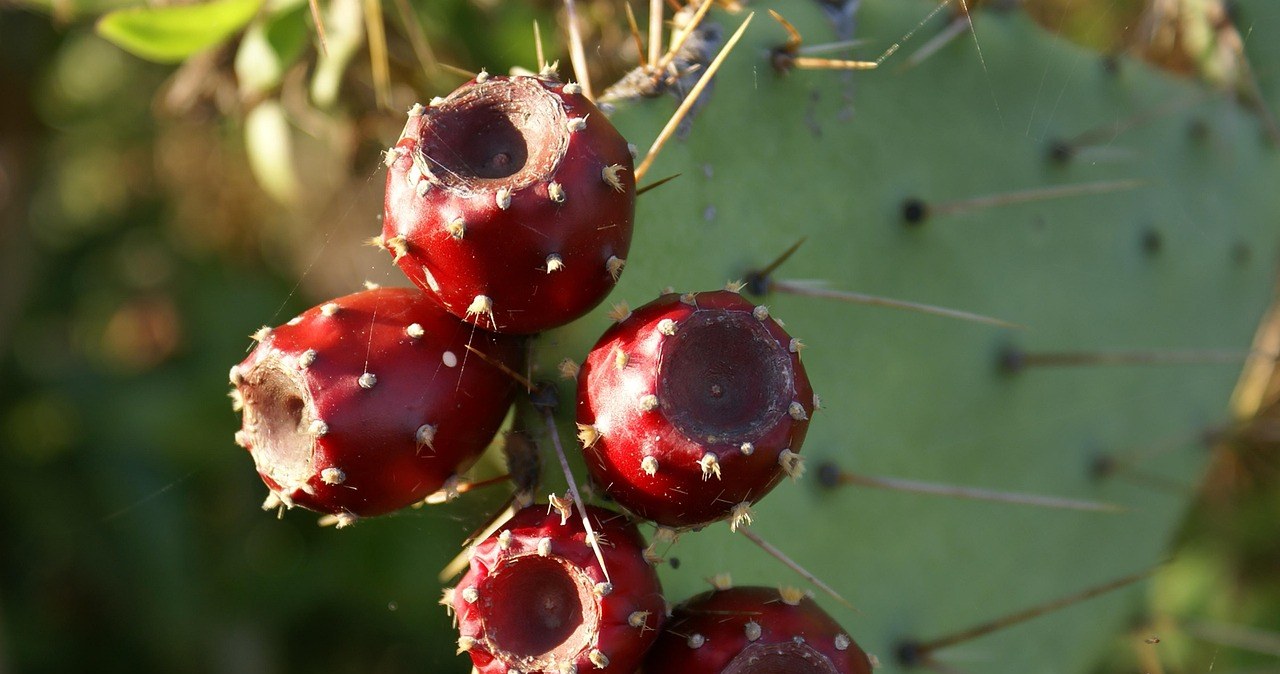 Опунція - це мексиканський кактус з дуже смачними та корисними плодами. Як їх правильно їсти? /pixabay.com