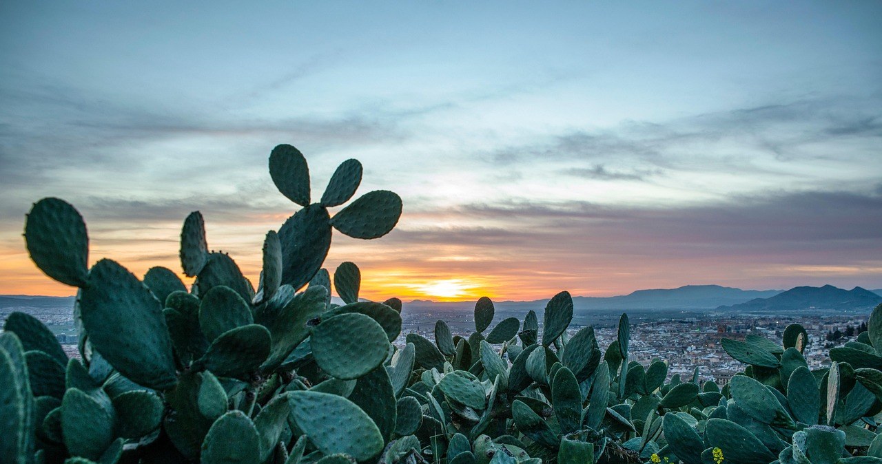 Опунція - витривала рослина з мексиканських пустель, що утворює цілі "кактусові ліси" /pixabay.com