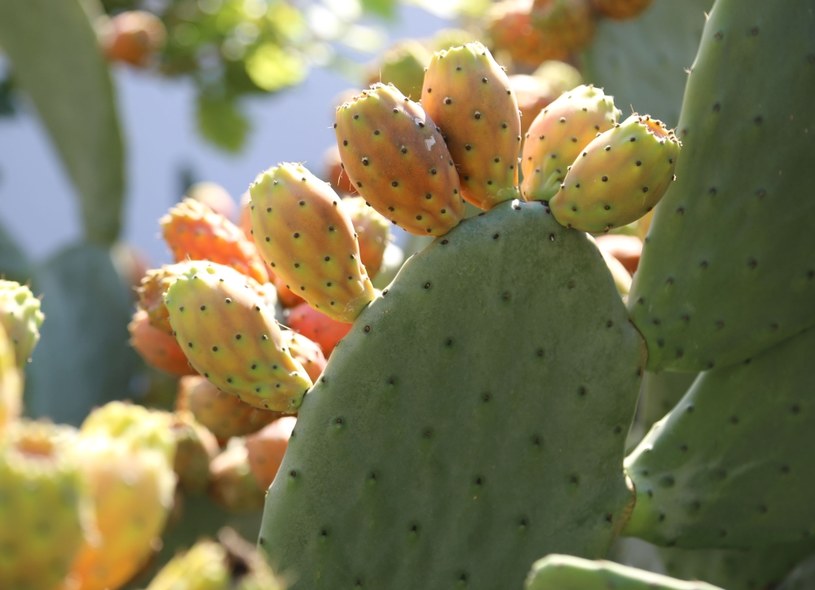 Opuncja - kaktus, który może przyczynić się ekologicznej rewolucji w branży mody /123RF/PICSEL