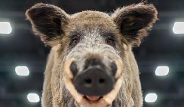 Opuściły Chiny i zaczęło się. Teraz są już nie do zatrzymania