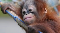 Opuszczone przez matkę orangutanki będą żyły na wolności  